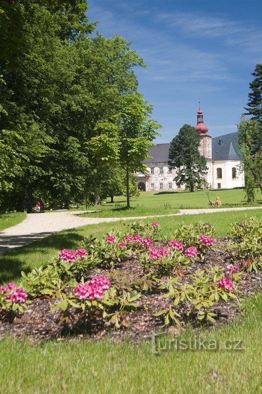 Rhododendren