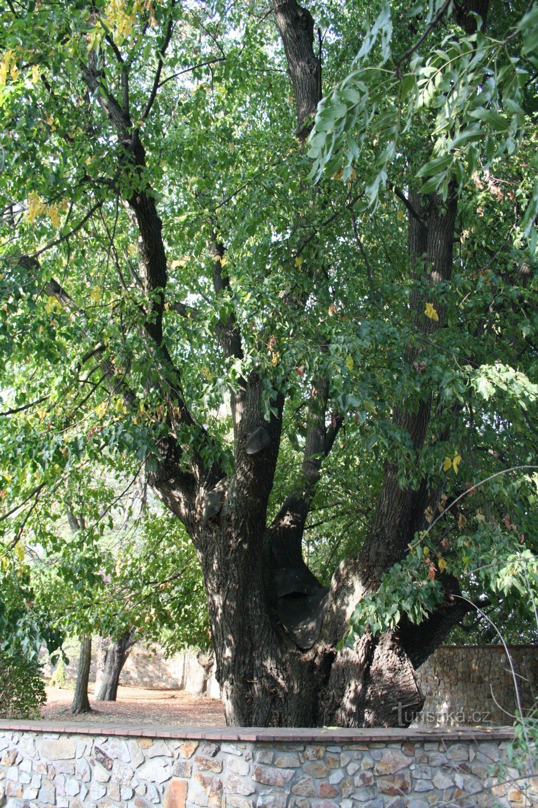 Árvore de tília da família em Chaby