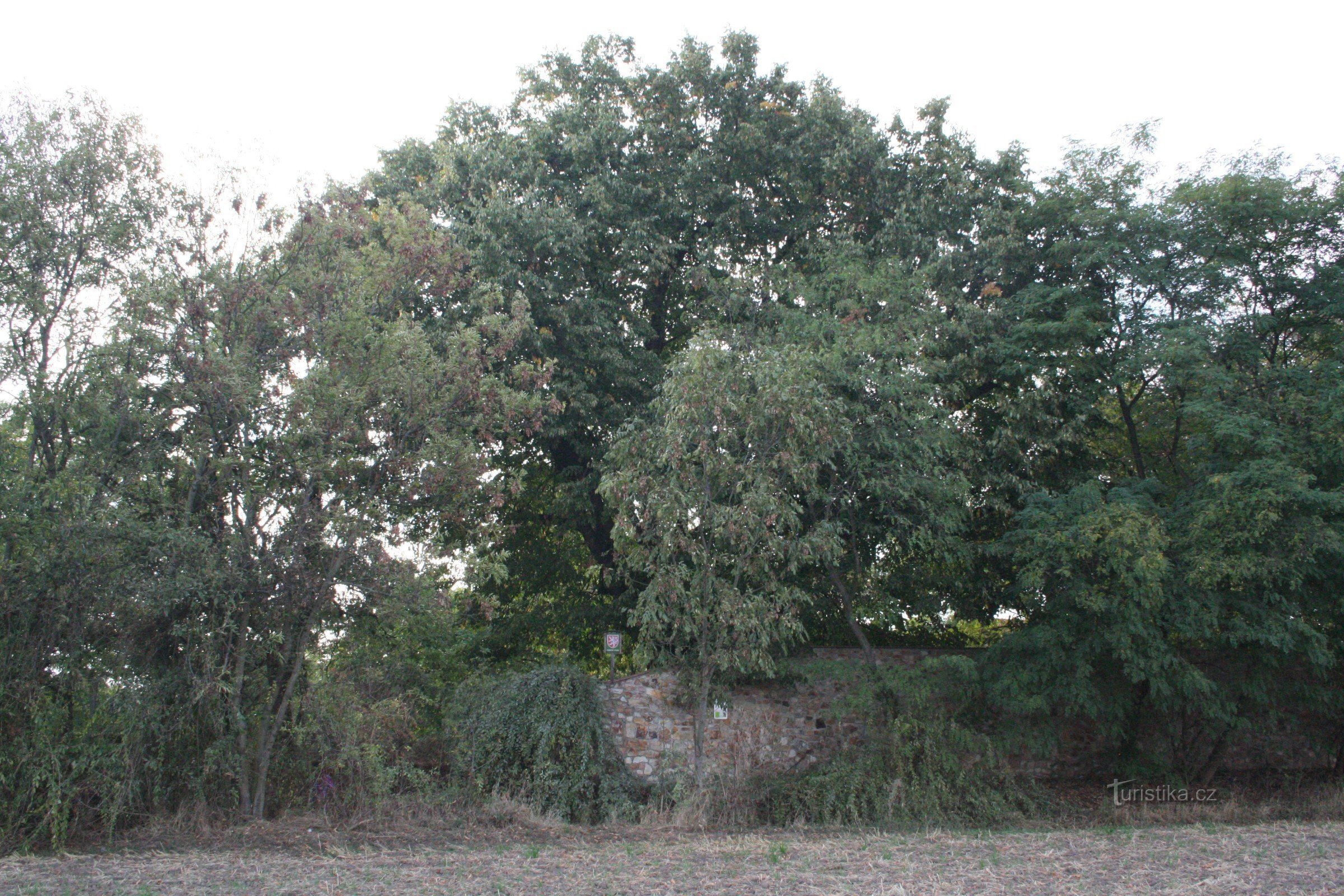 Obiteljsko stablo lipe u Chabyju