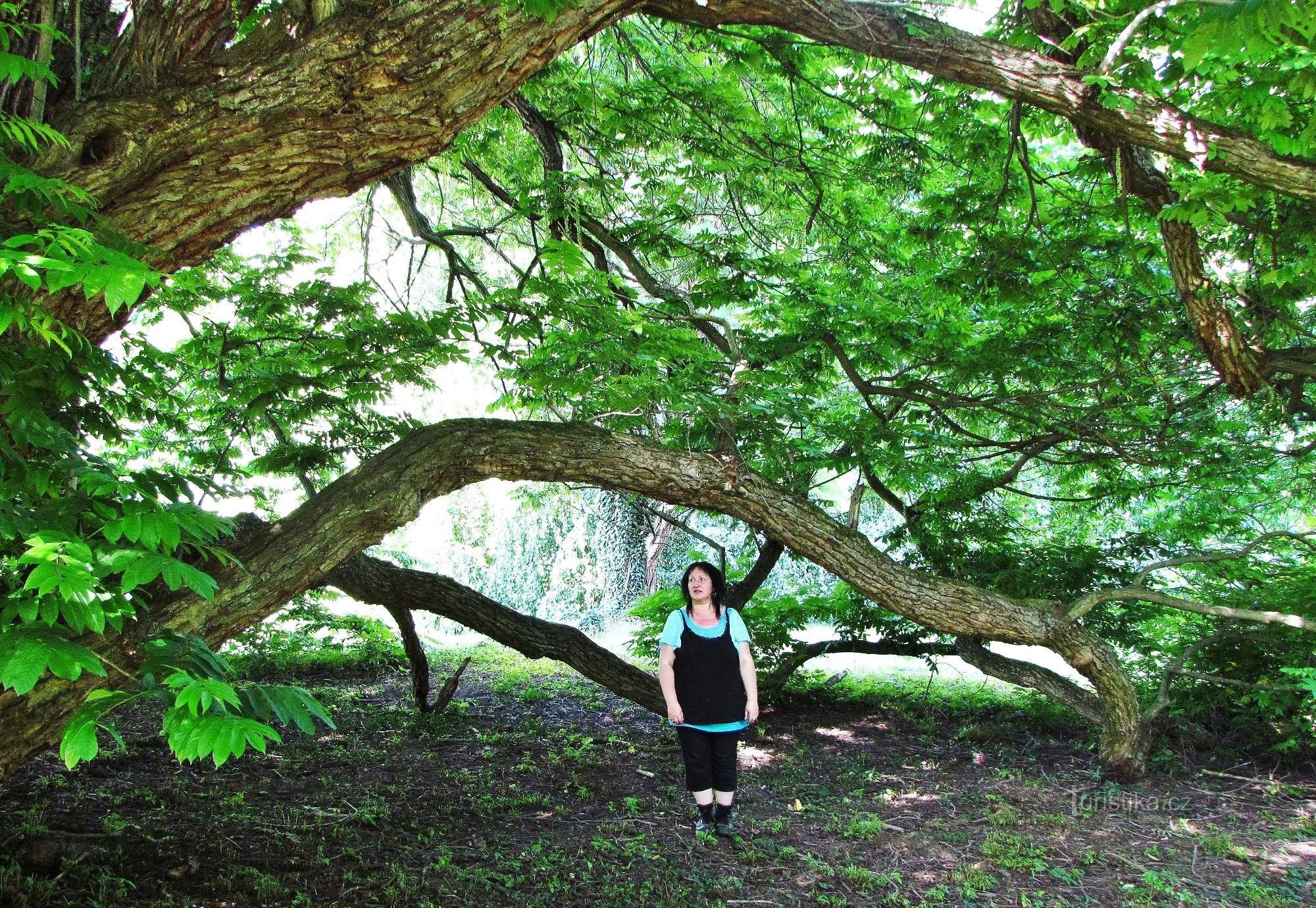 Jardim romântico do castelo com parque paisagístico em Buchlovice