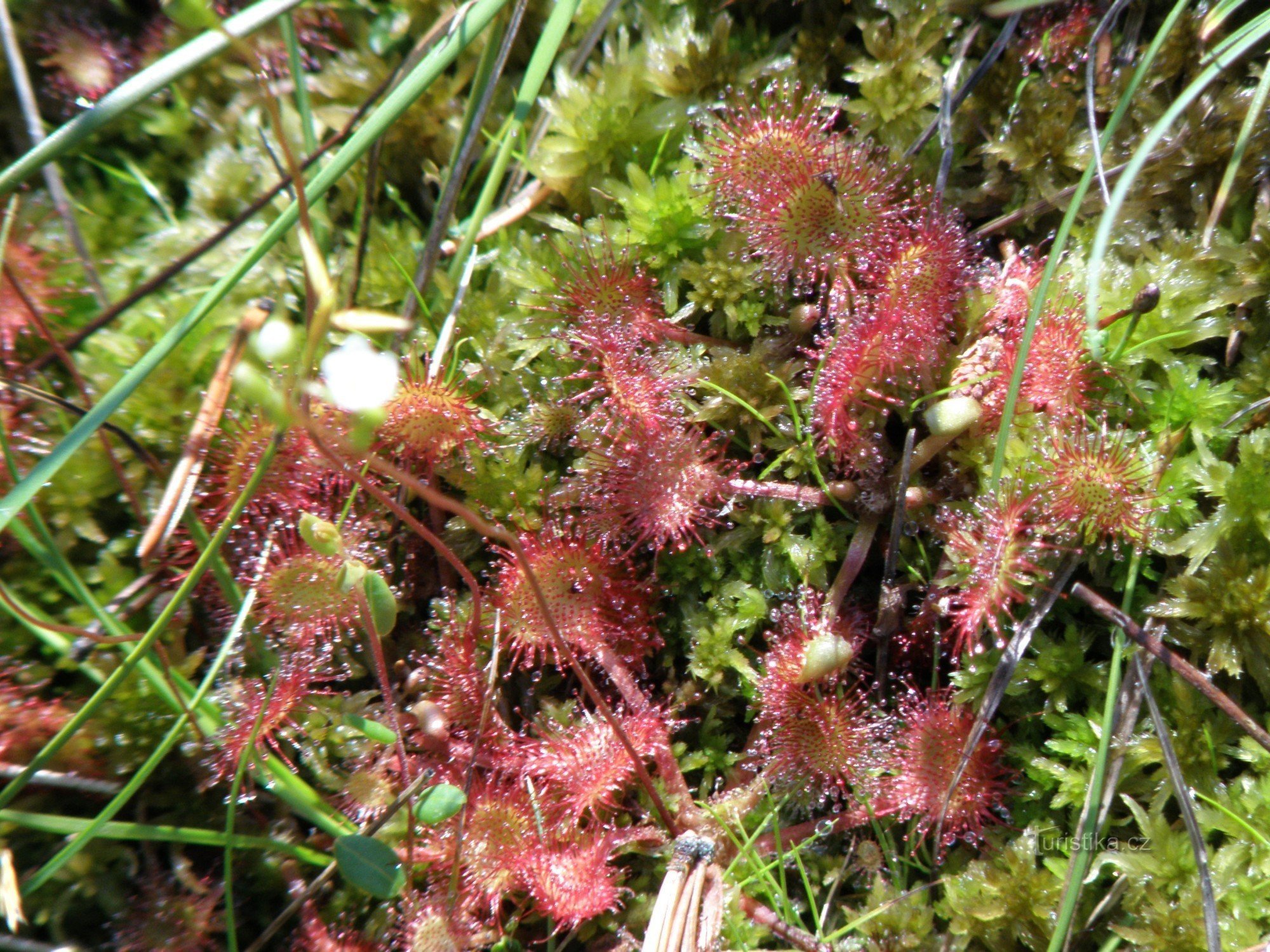 sundew