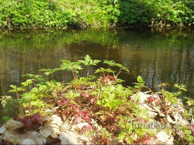 végétation au bord des étangs