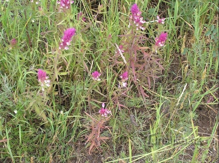 荒地植被：Černýš rolního 的紫色花朵 - Melampyrum arvence