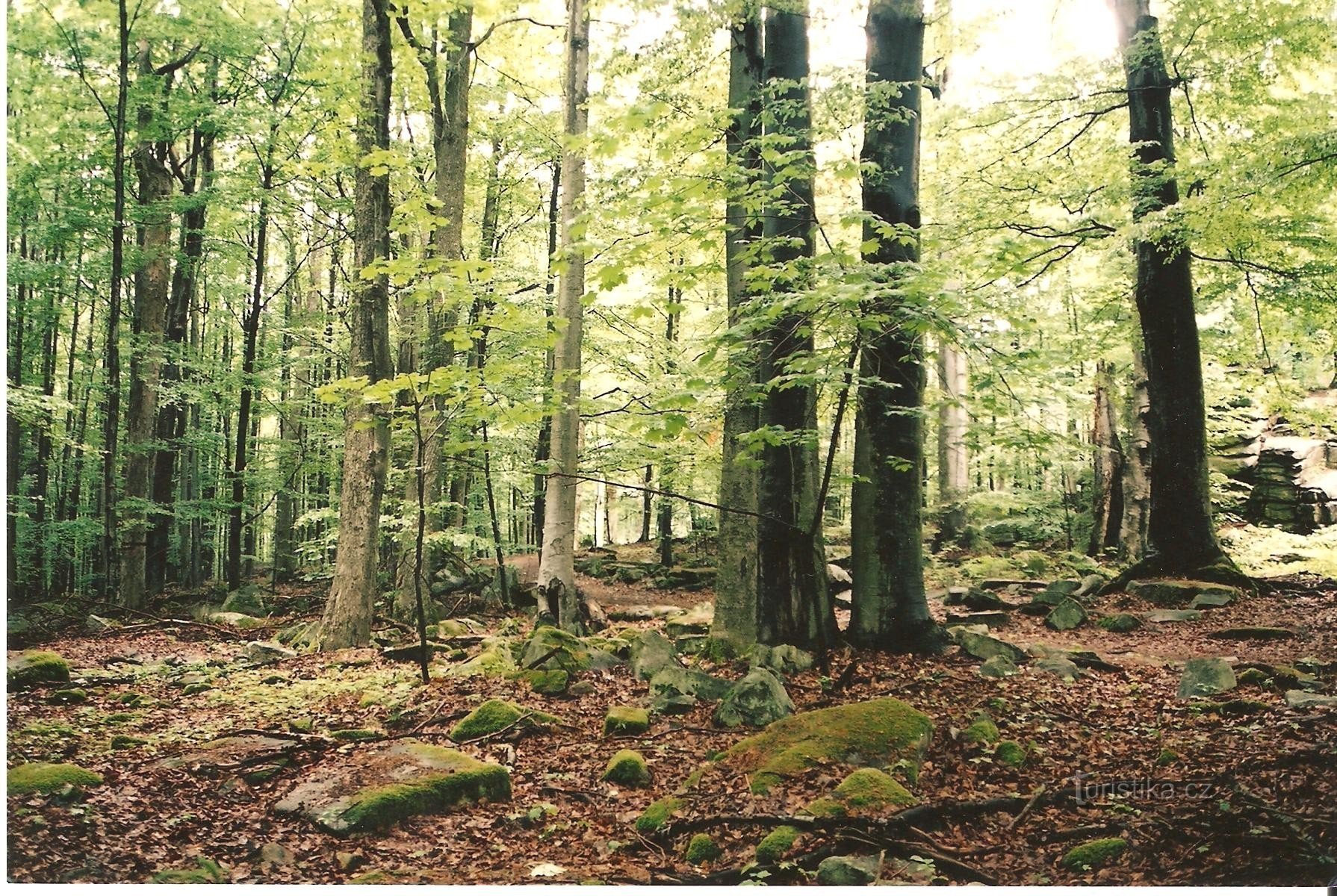 Rezervația naturală Rostyn