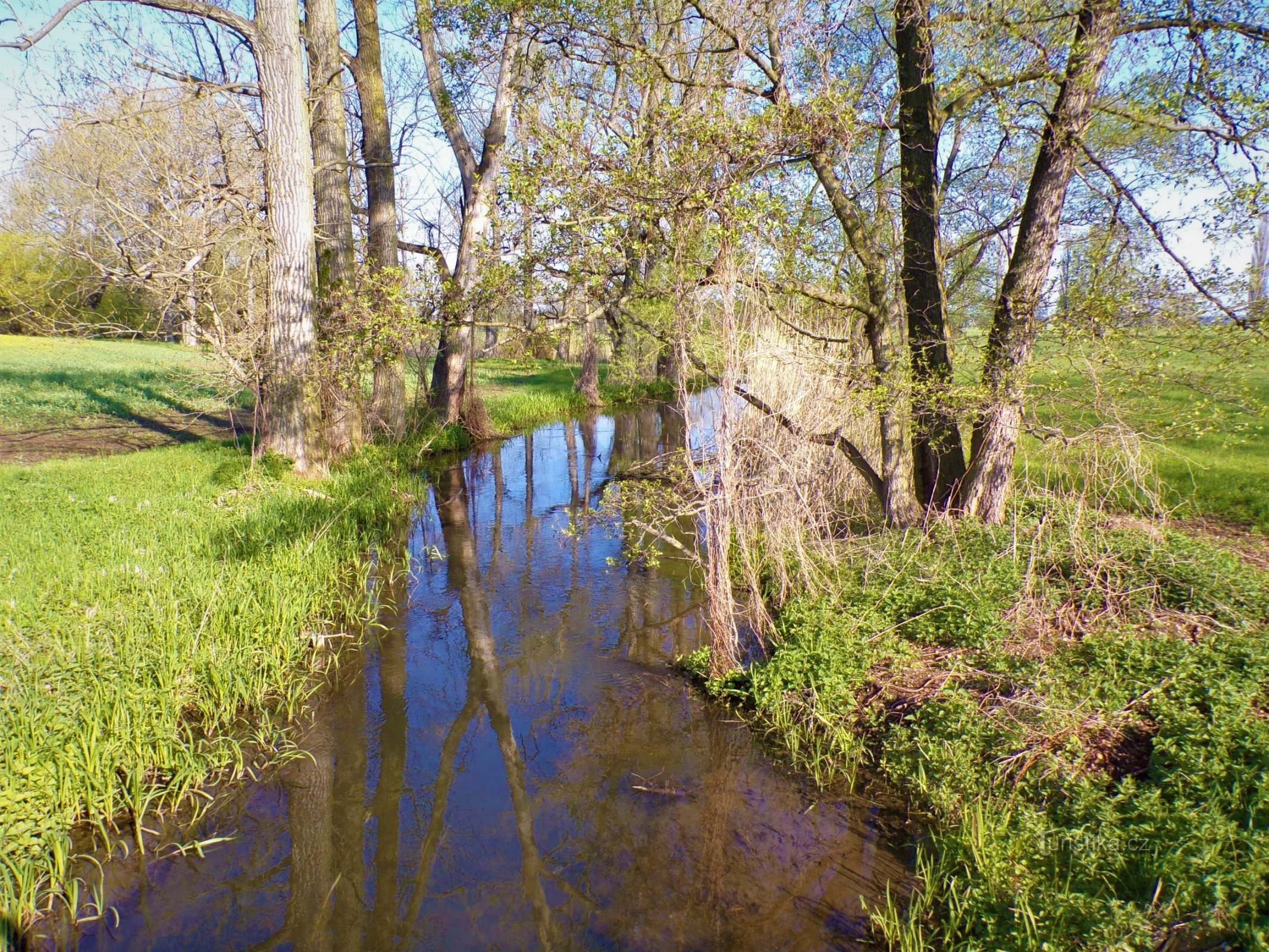 Roudnický-patak (Kratonohy, 8.5.2021.)