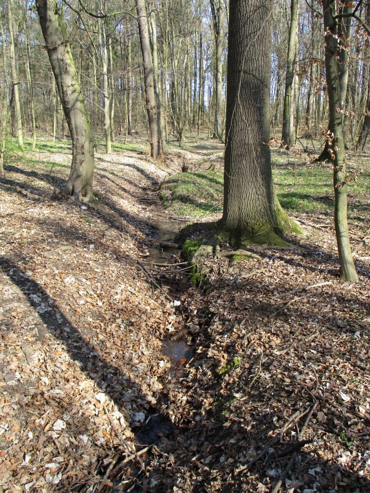 Roudnický-patak (Libčany, 5.4.2020. április XNUMX.)