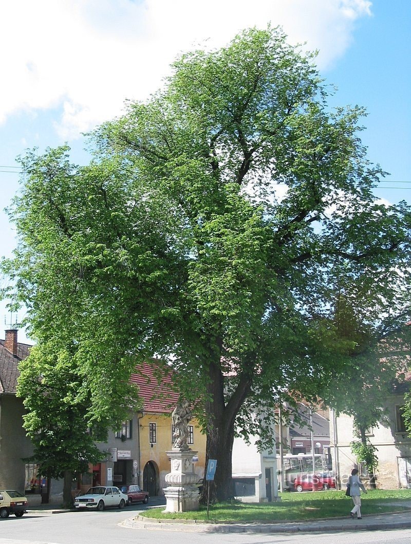 Rousínov - ru elm, mens den stadig voksede