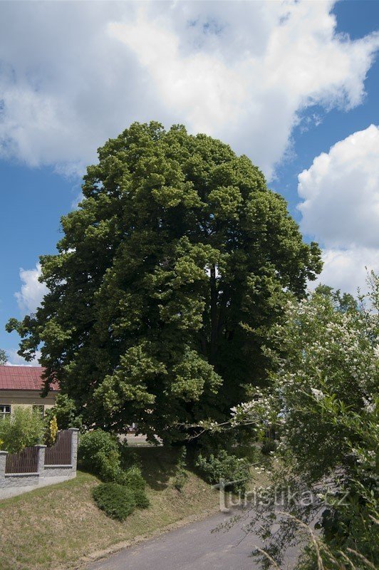 Rouské - Brandýs の Jan Jiskry の菩提樹