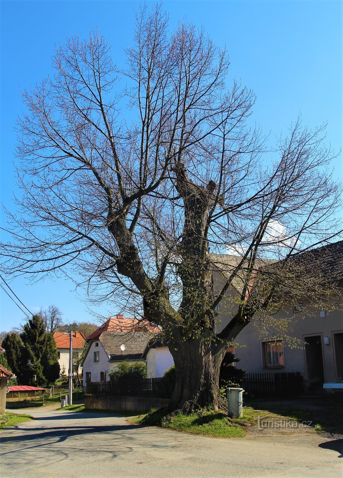 Rovečín Linden în 2017