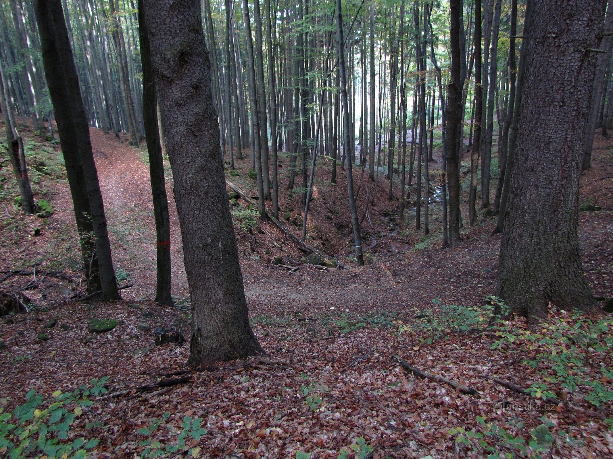 Gabelung in den Waldwegen unterhalb von Jeleník