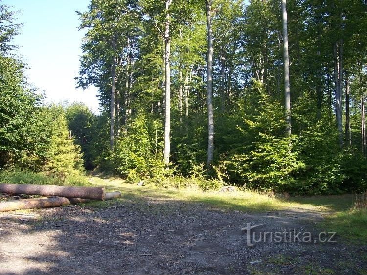 Kreuzung: Kreuzung von Waldwegen in der Nähe des Reservats U leskoveckého cvojro