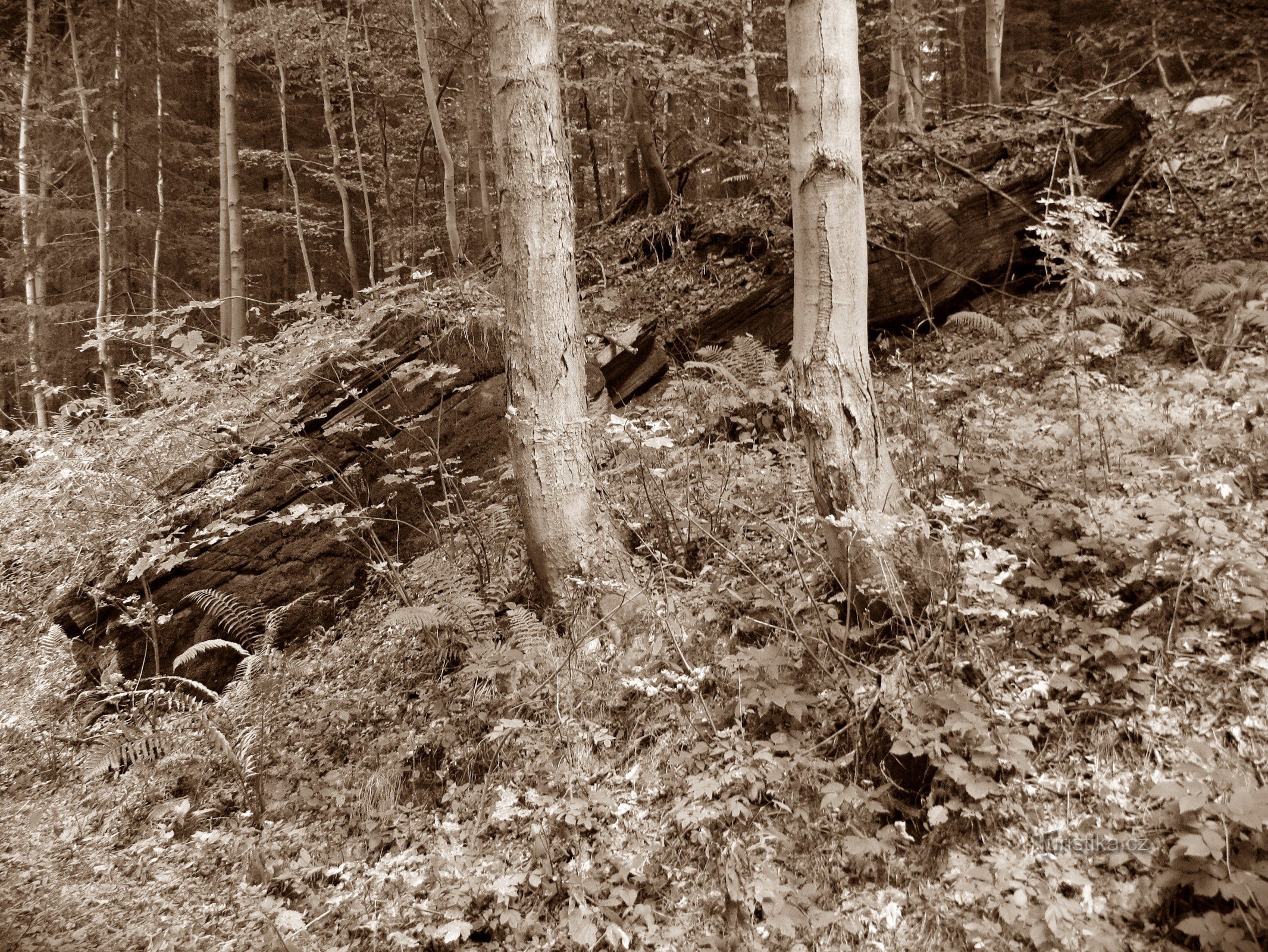 Crossroads U kamene above Zlatý potok