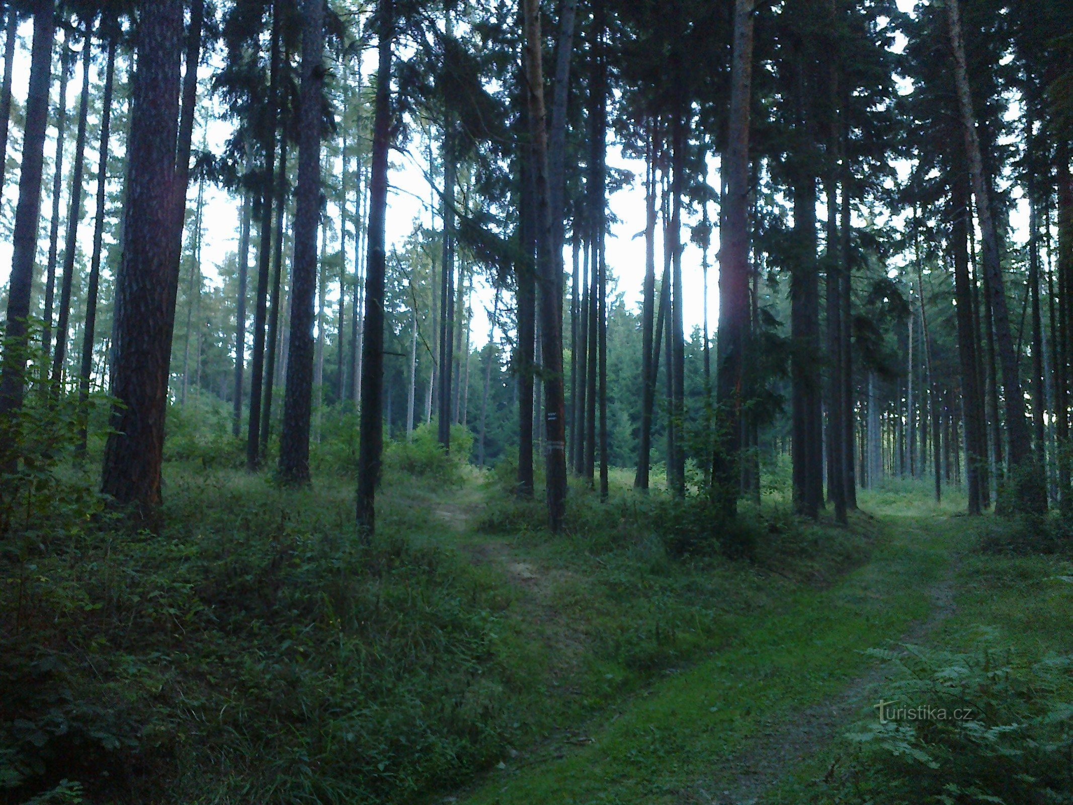 Korsvej ved Three Oaks