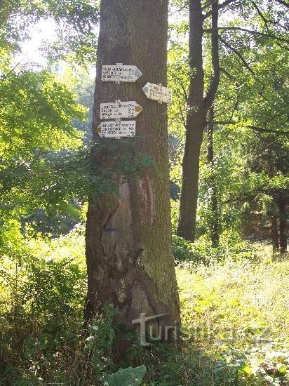 Signpost: General view of the signpost