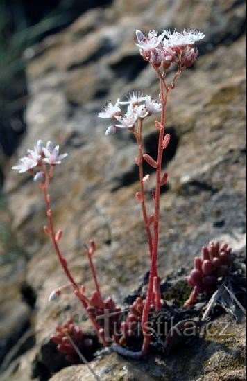 white stonecrop