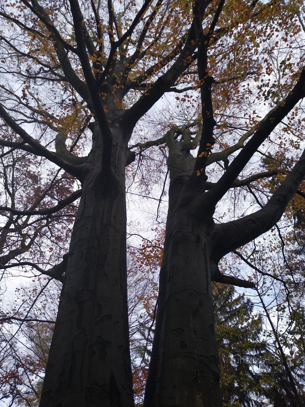 bifurcated beech