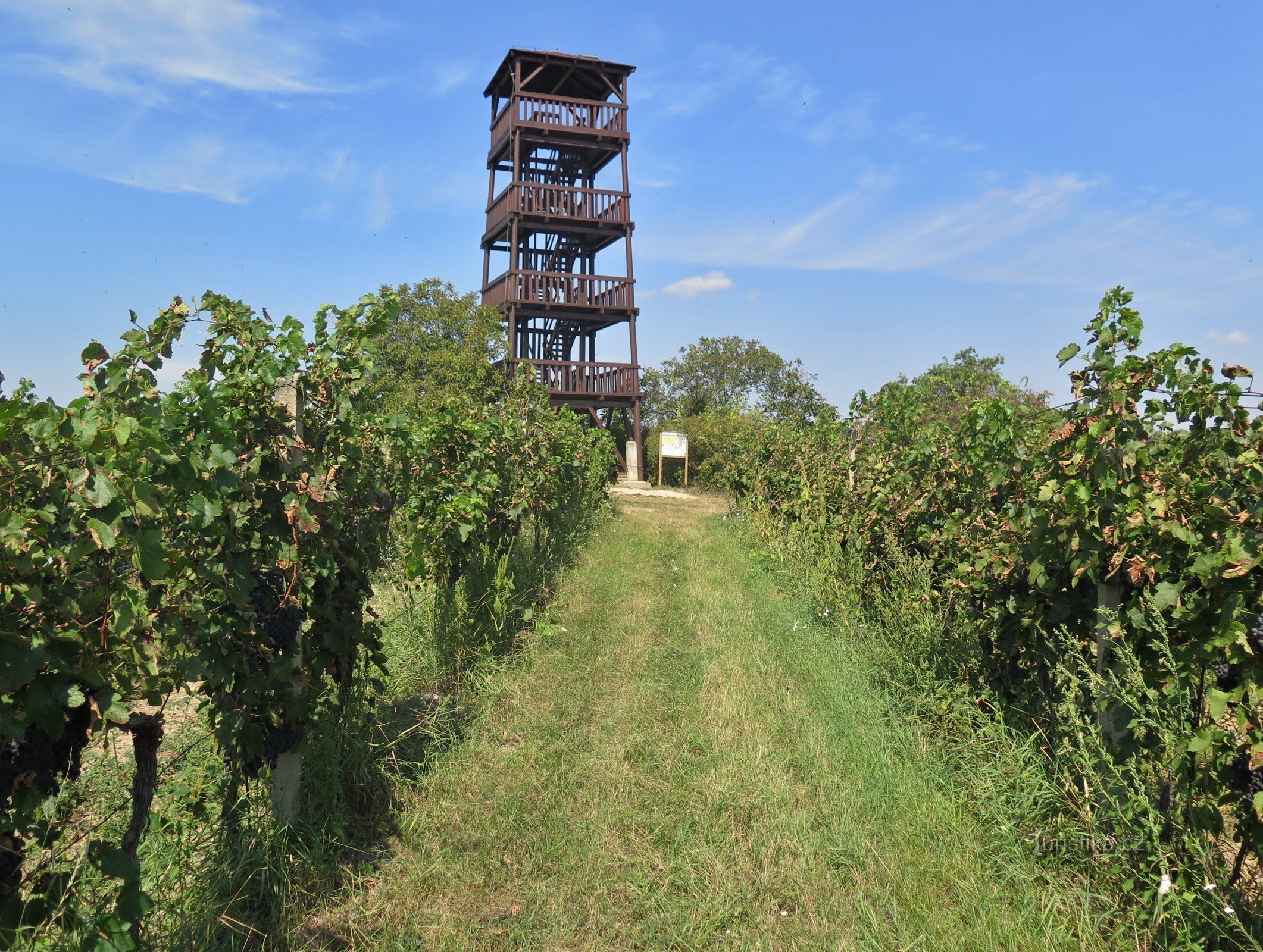 torre de vigia entre as vinhas