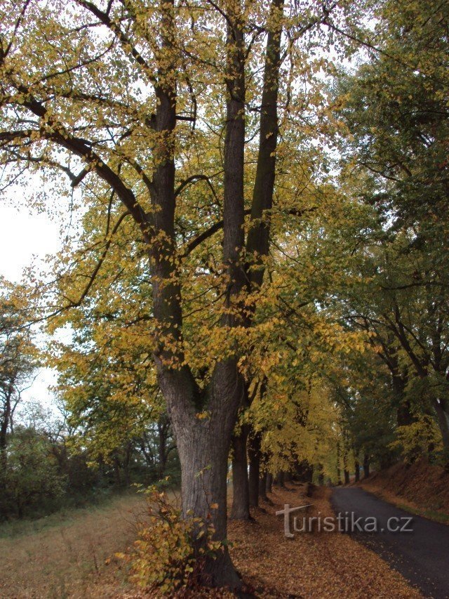 Semenec lookout tower