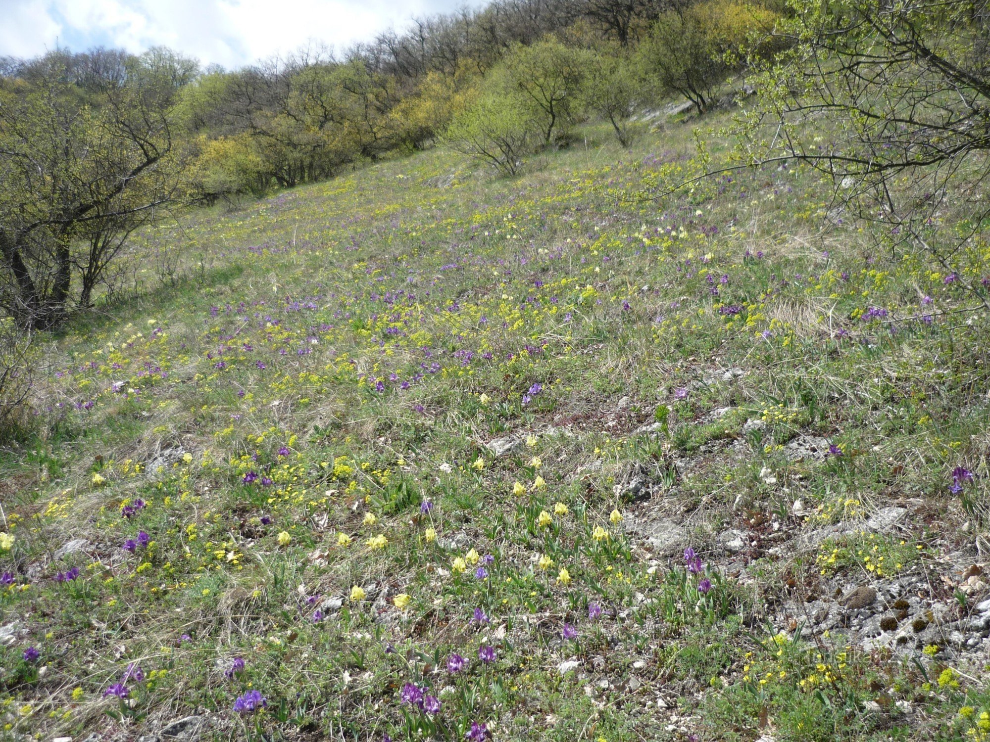 blooming meadow