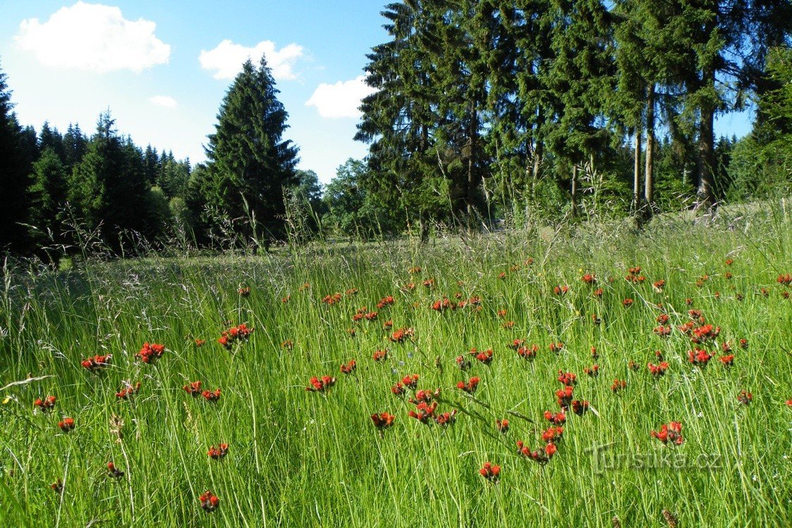 Blooming meadow