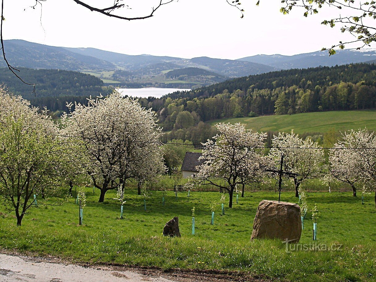 Blossoming orchard, in the background the Nýrská Reservoir