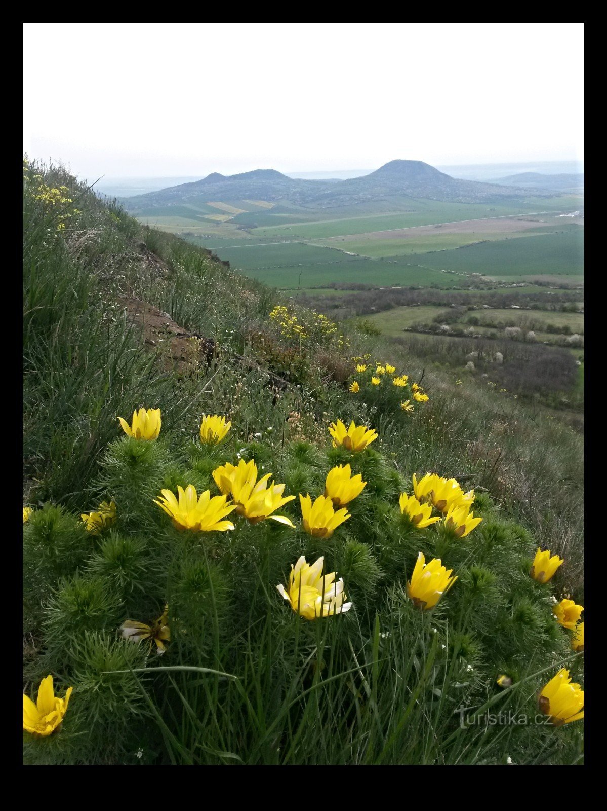 Flowering hillside