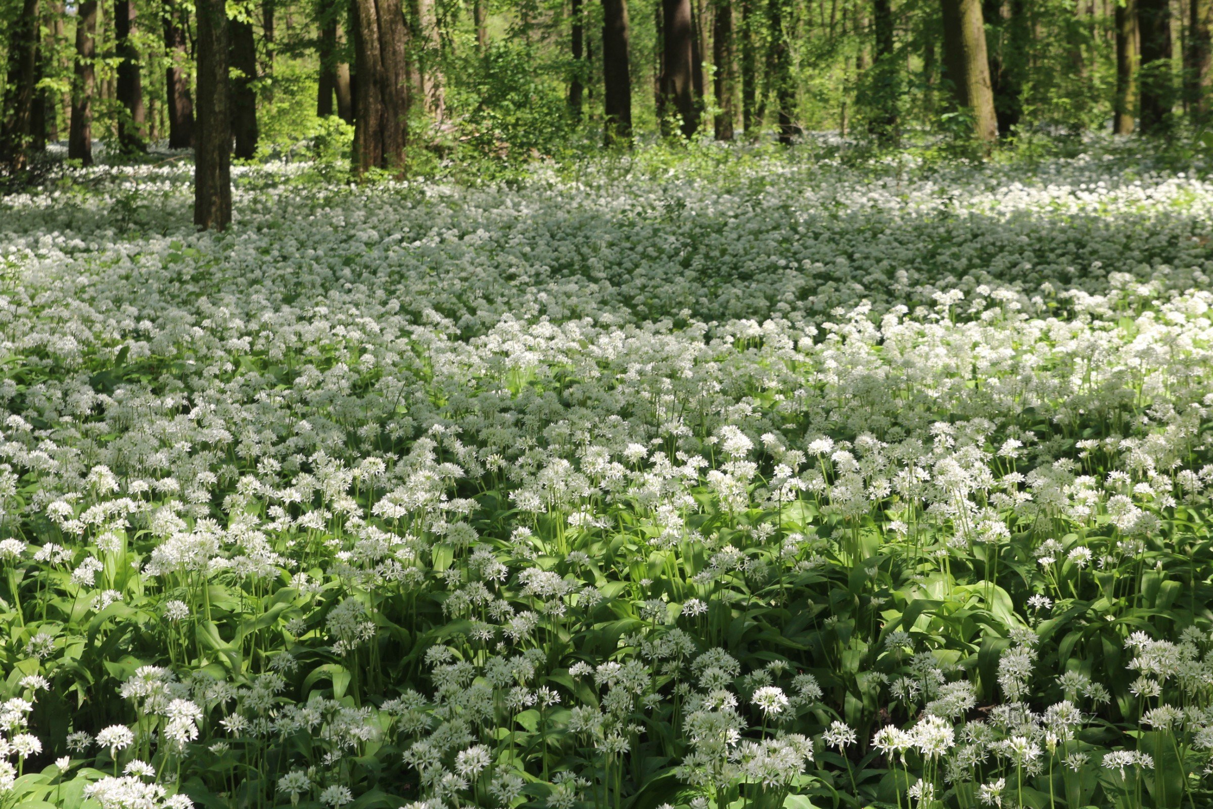 Uitgestrekt bos in de uiterwaarden