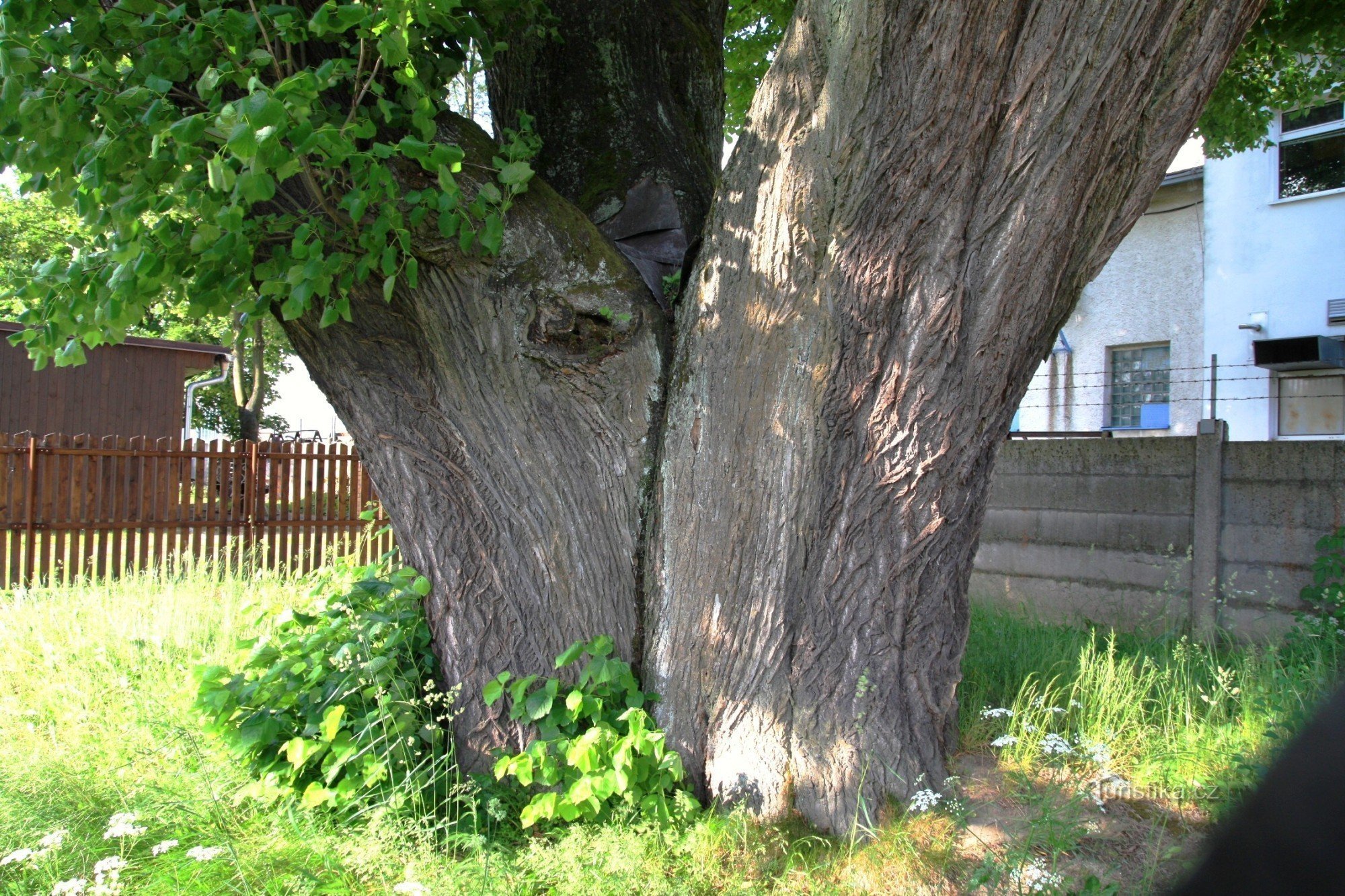 Spreading linden trunk