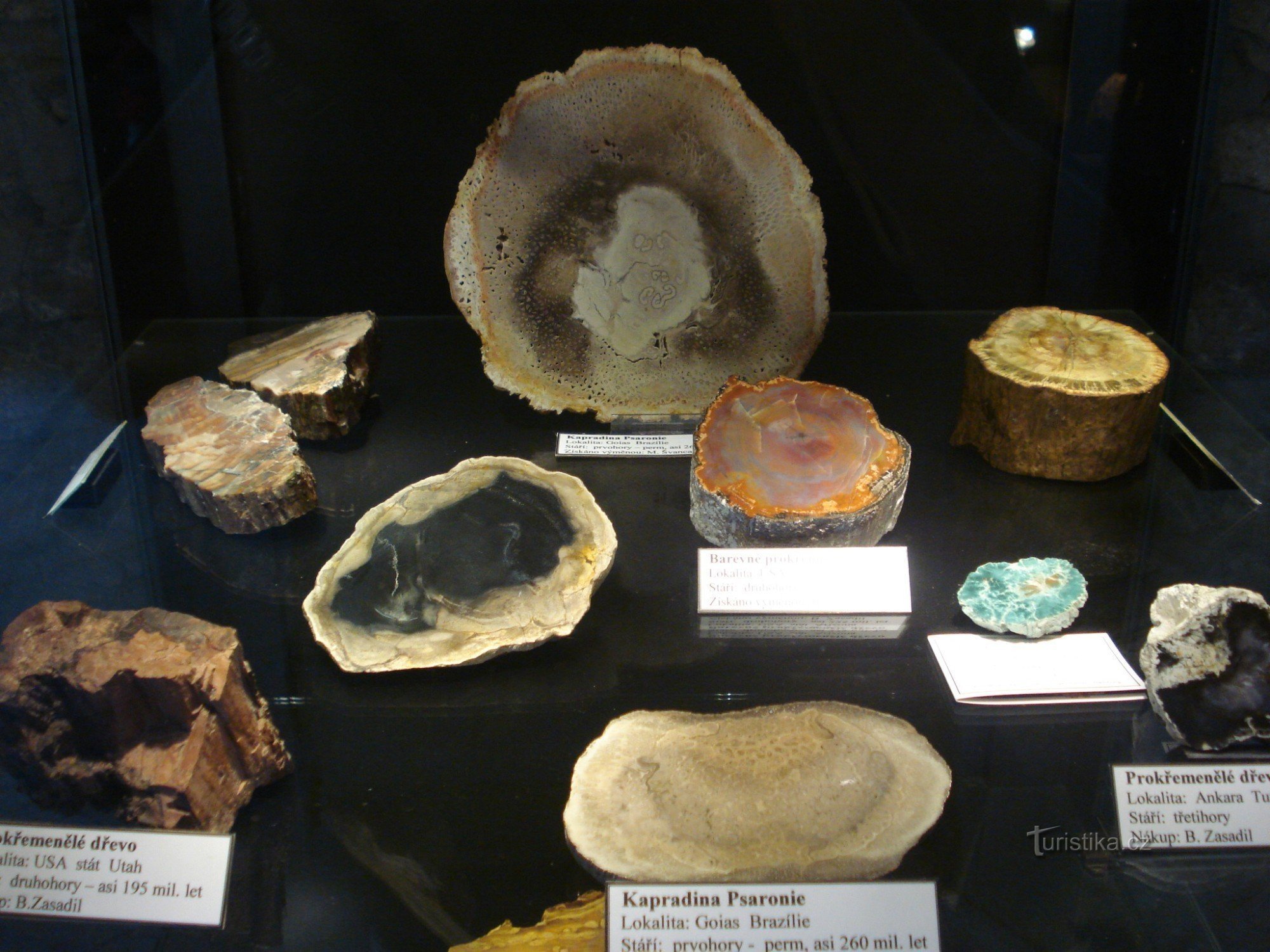 sự đa dạng của gỗ hóa đá