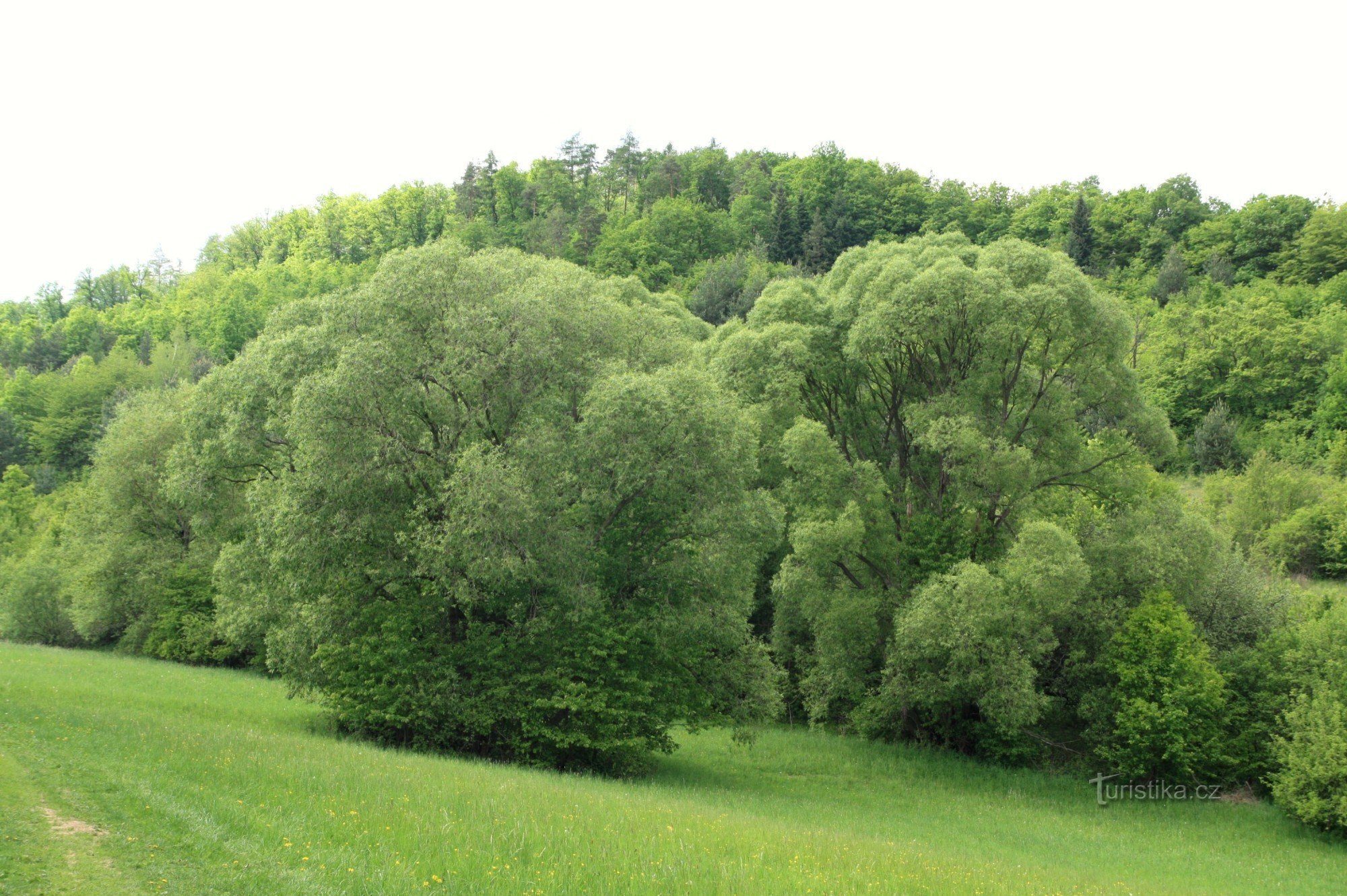 Разбросанная зелень в долине ручья