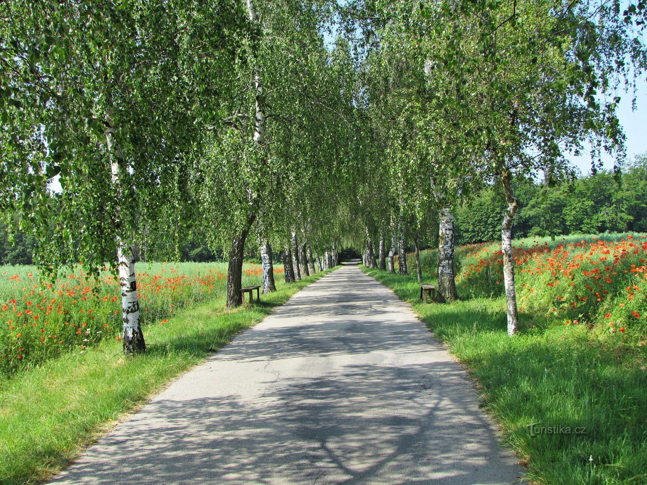 Rudická Birch Alley