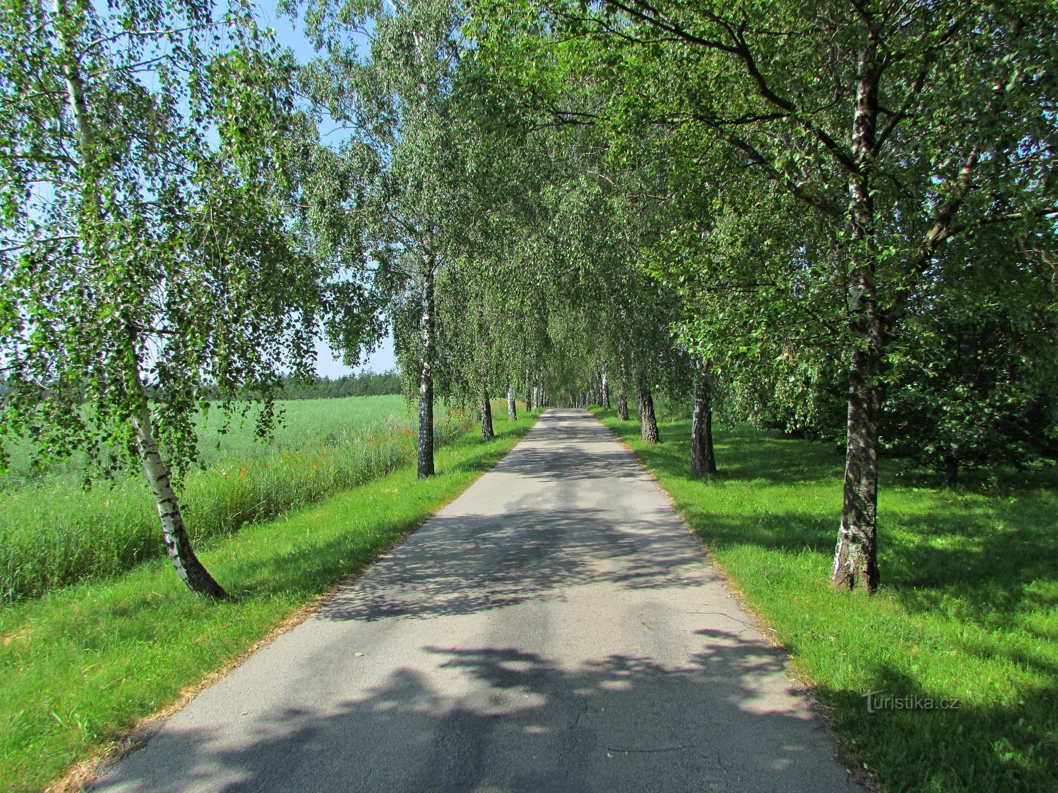 Rudická Birch Alley