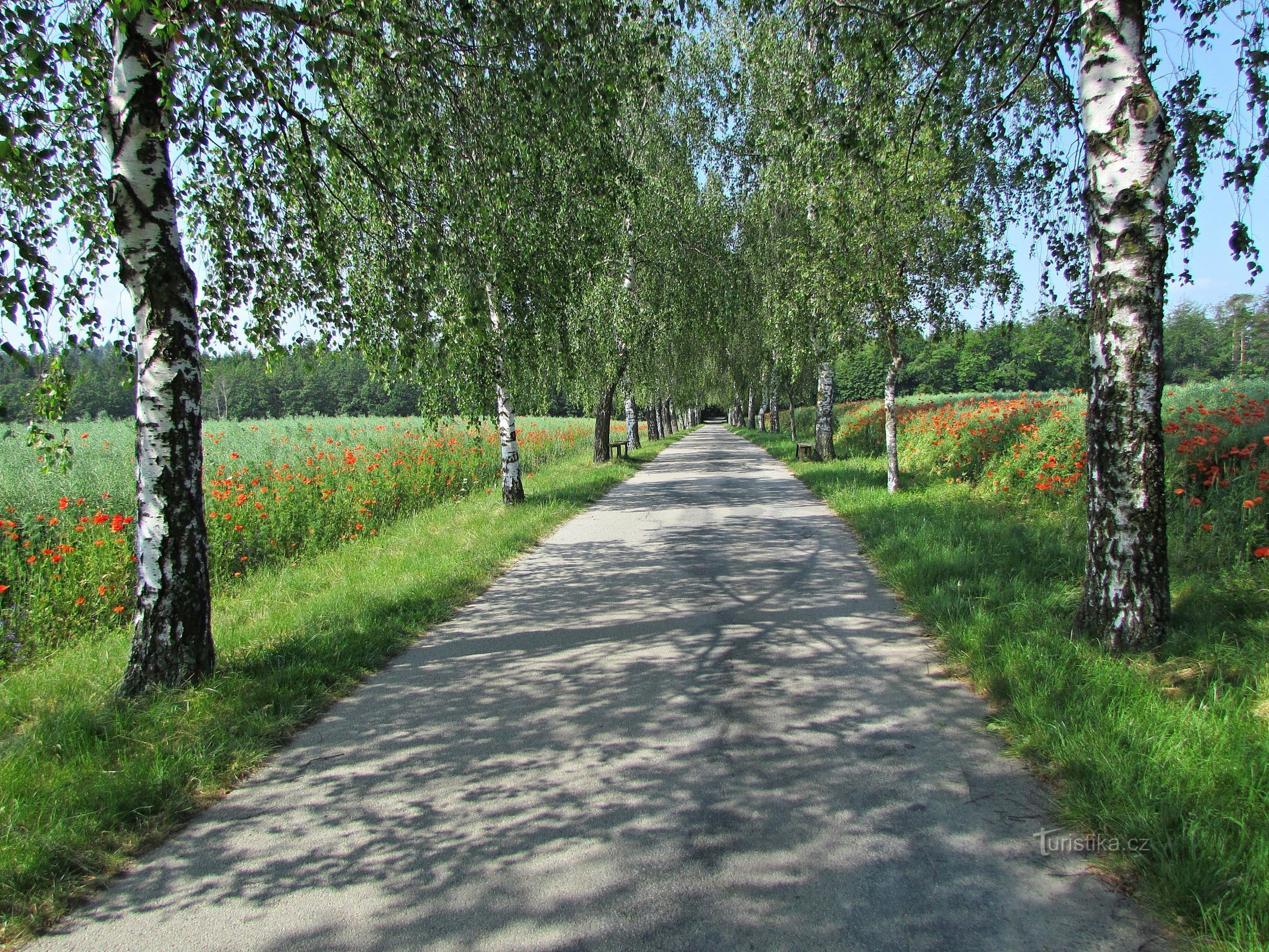 Rudická Birch Alley