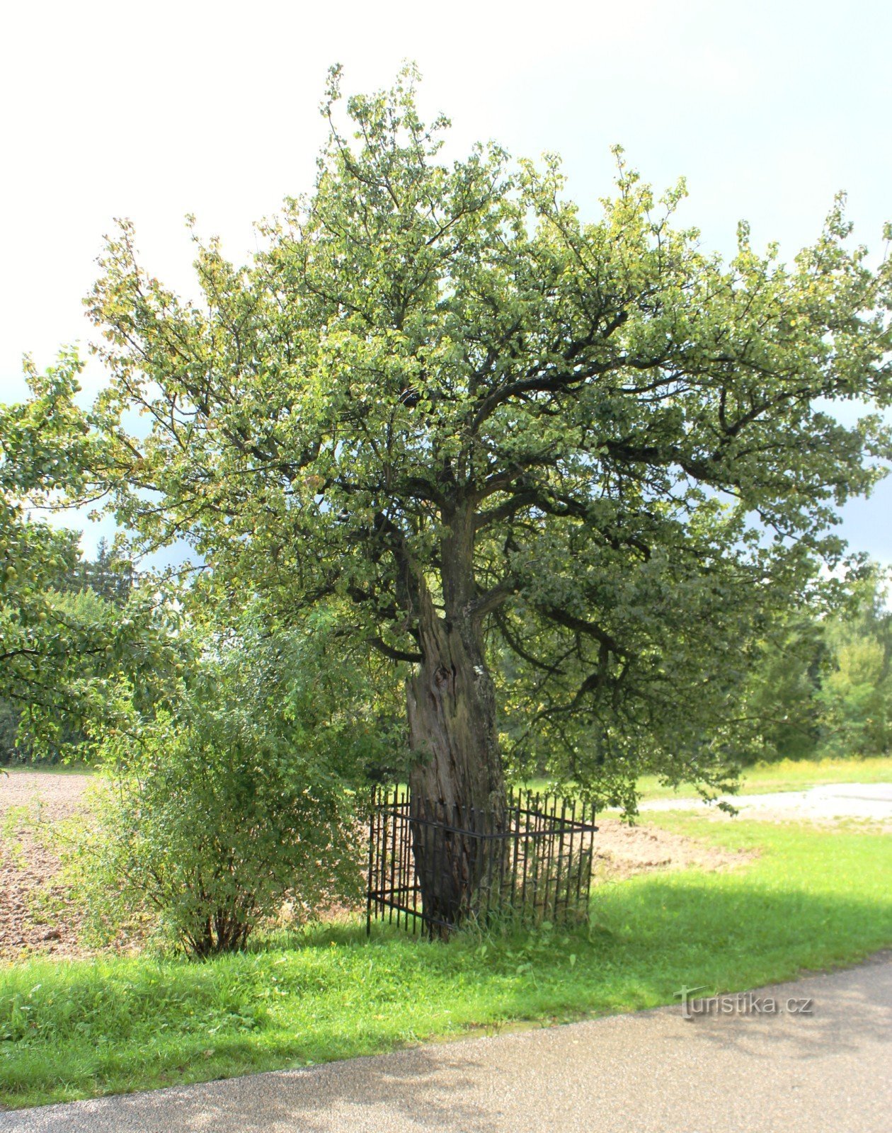 Rudick körtefa