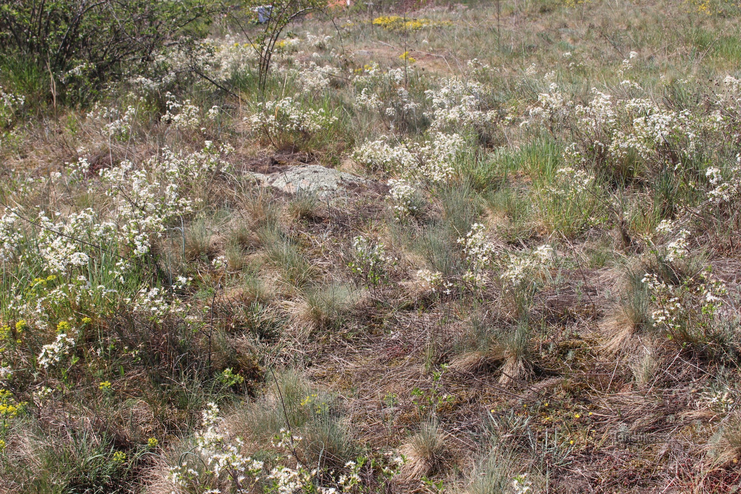 Rudlické-heuvels - een natuurmonument