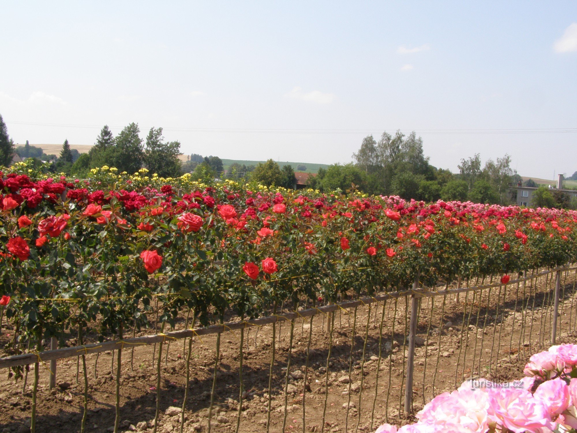 Escola Rosa Fryčovice