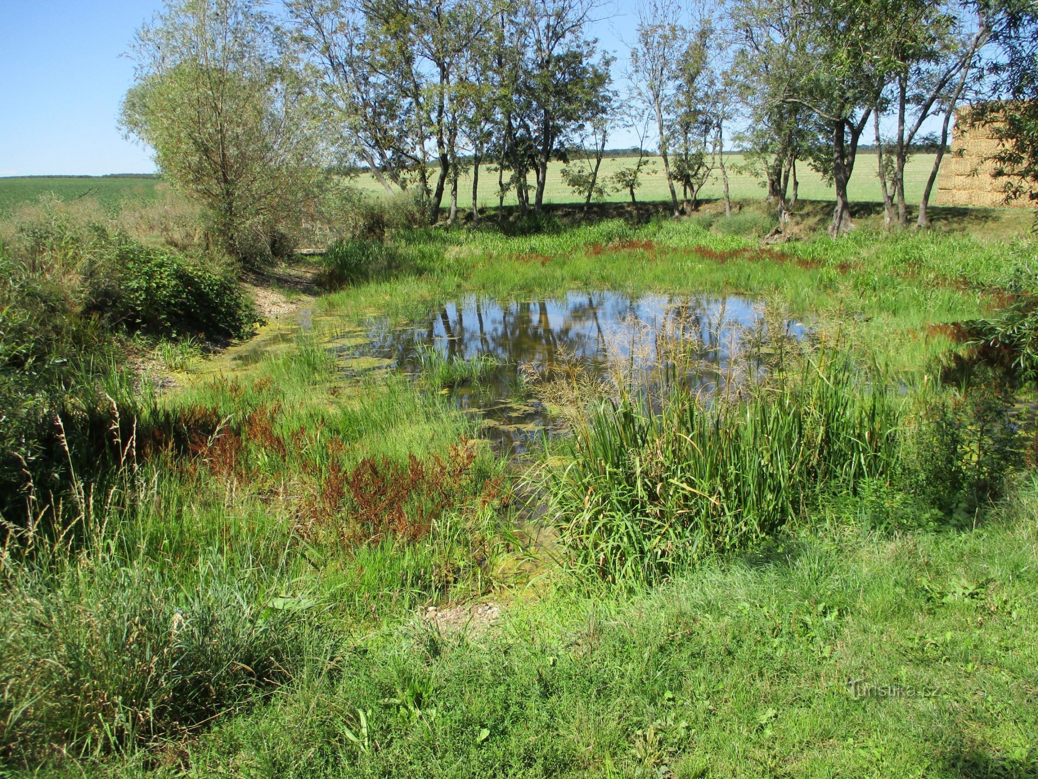 Rybníček Na Polou (Stěžery, 18.8.2019)