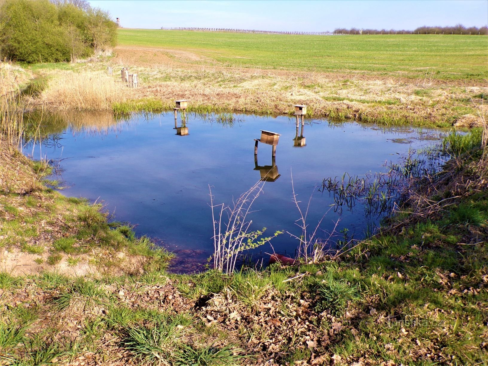 Étang sous Jehlický vrchem (Jehlice, 30.4.2021/XNUMX/XNUMX)