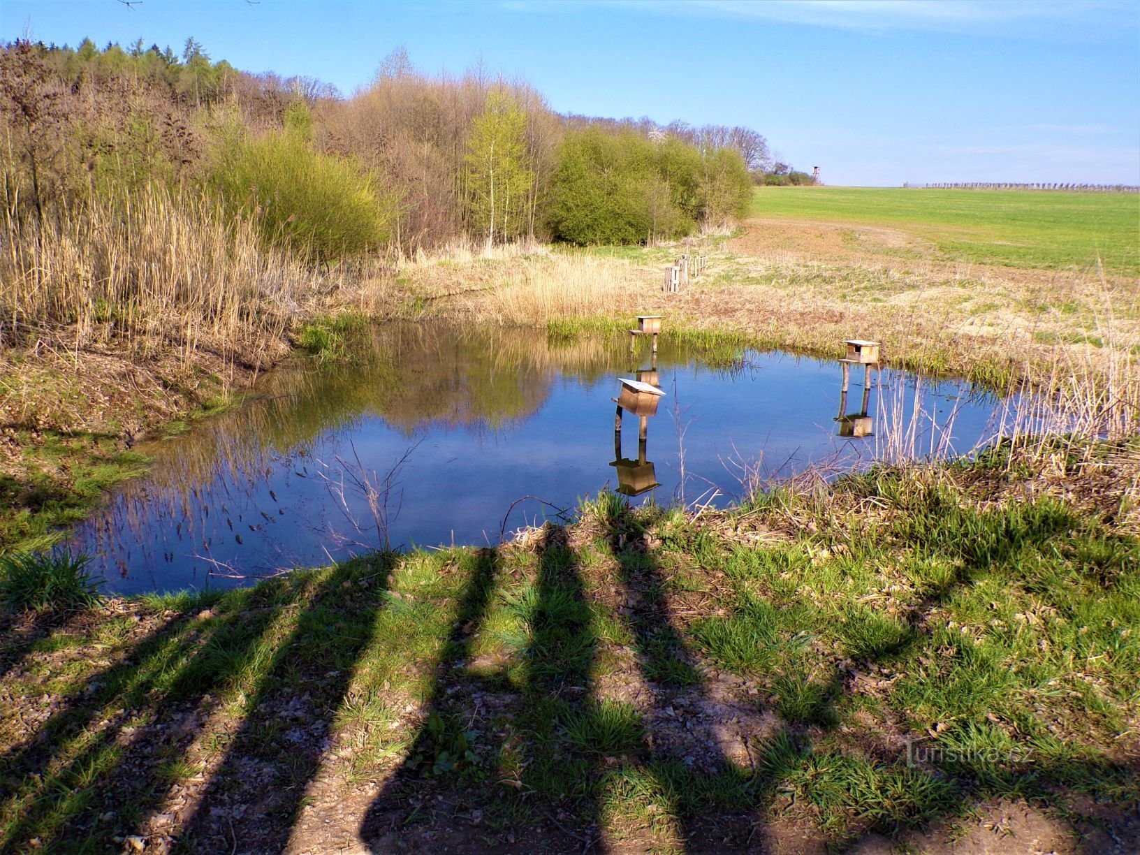 Jehlický vrchem alatti tavacska (Jehlice, 30.4.2021.)