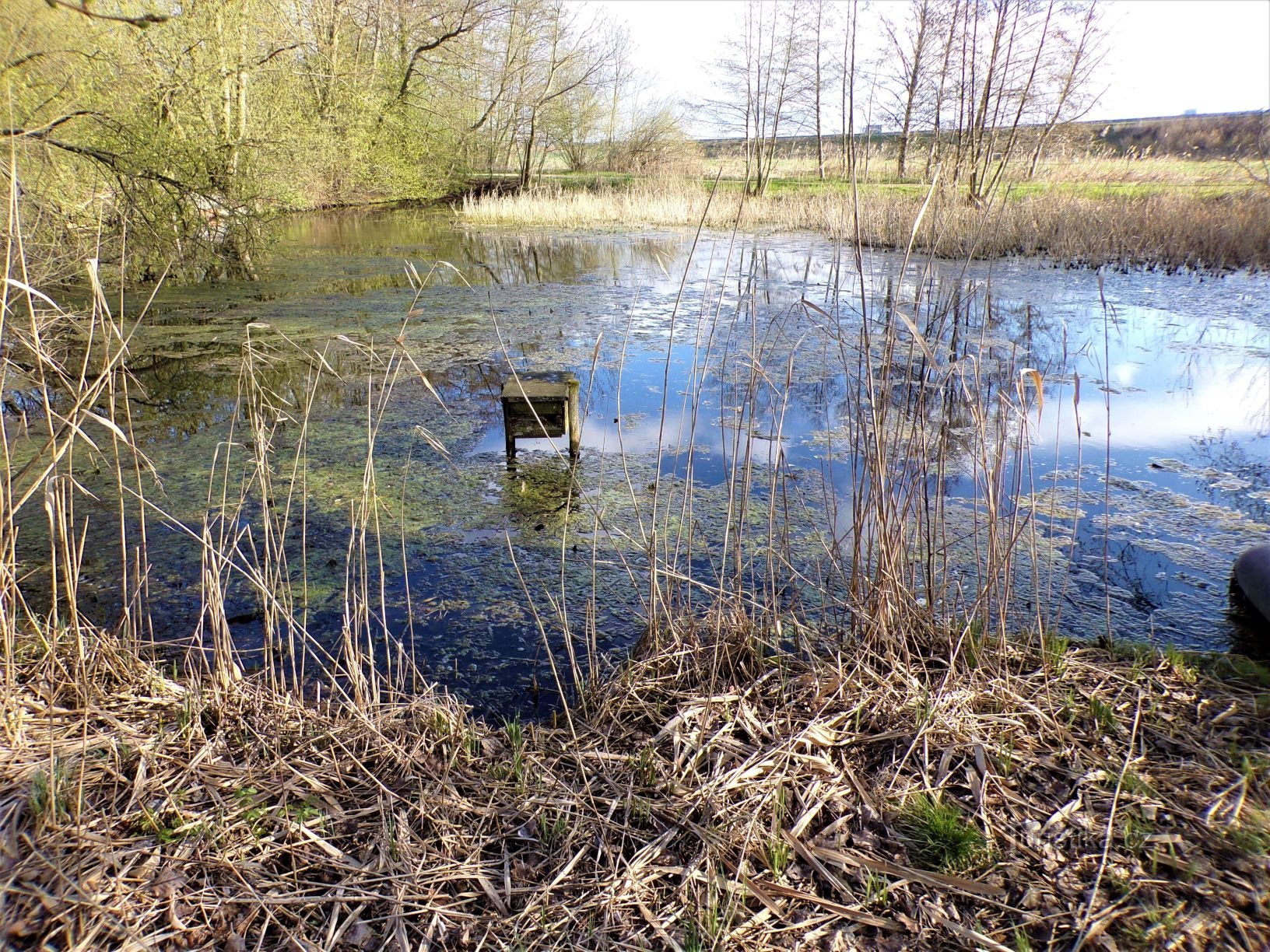 Rybníček pod Vlčkovice (23.4.2021 aprile XNUMX)