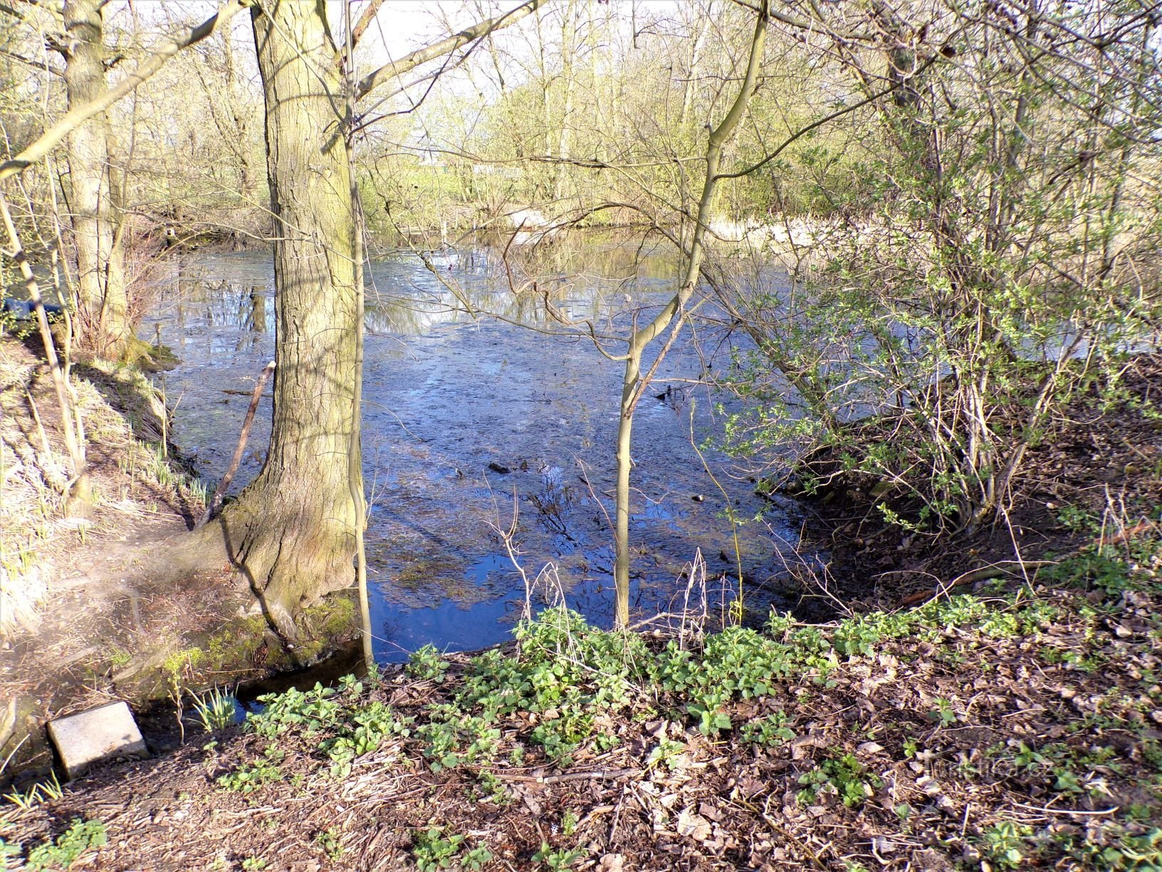 Rybníček pod Vlčkovice (23.4.2021 aprile XNUMX)