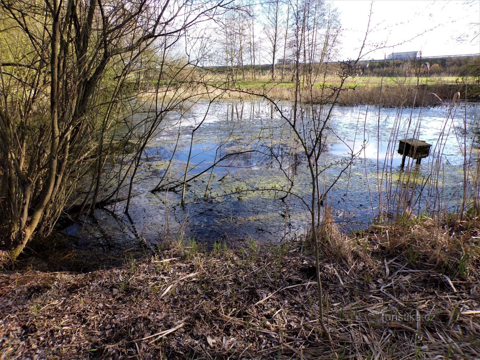 Rybníček pod Vlčkovice (23.4.2021. april XNUMX)