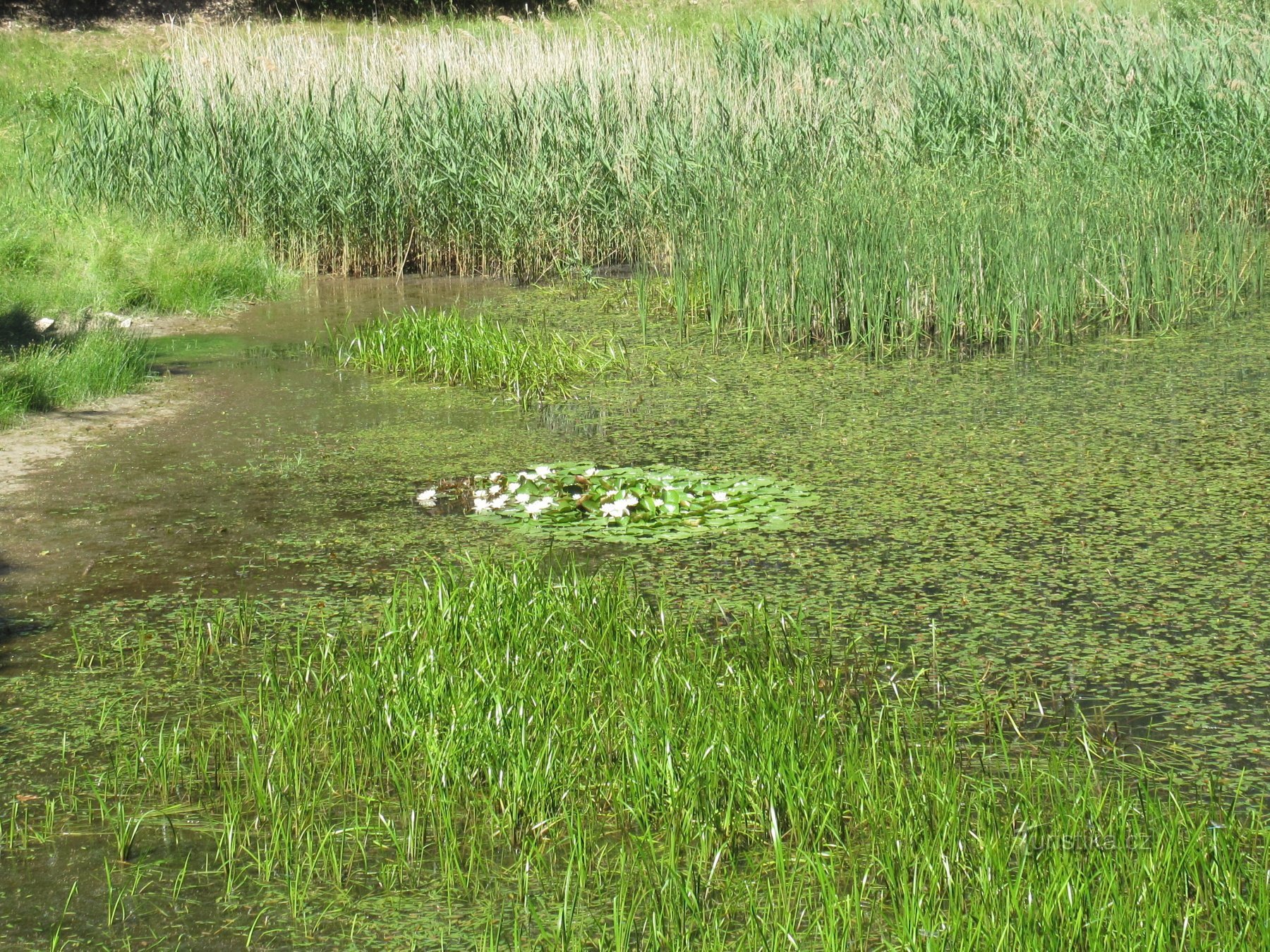 A pond with water lilies in front of the castle