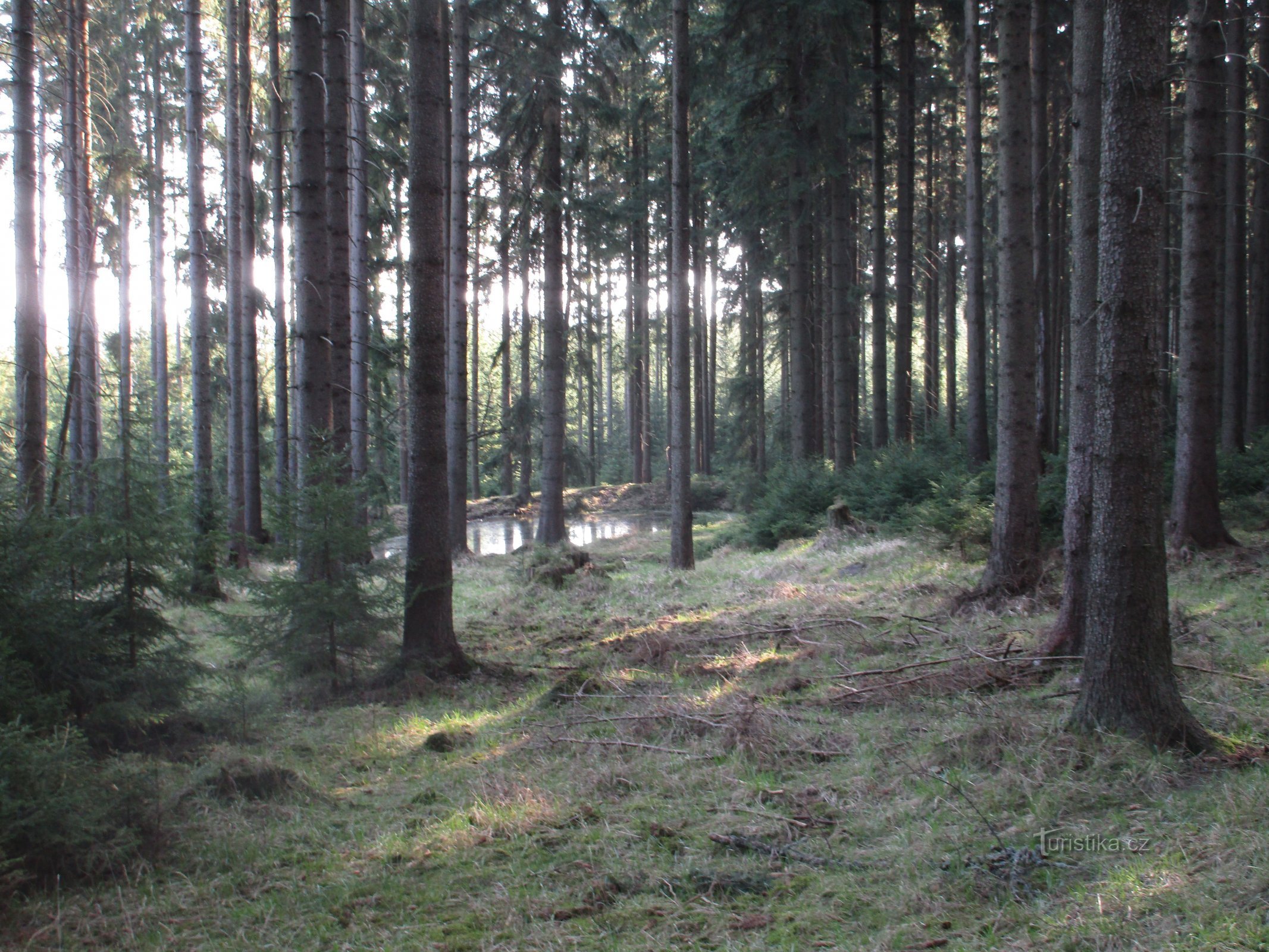 Teich U Poustevník im zeitigen Frühjahr