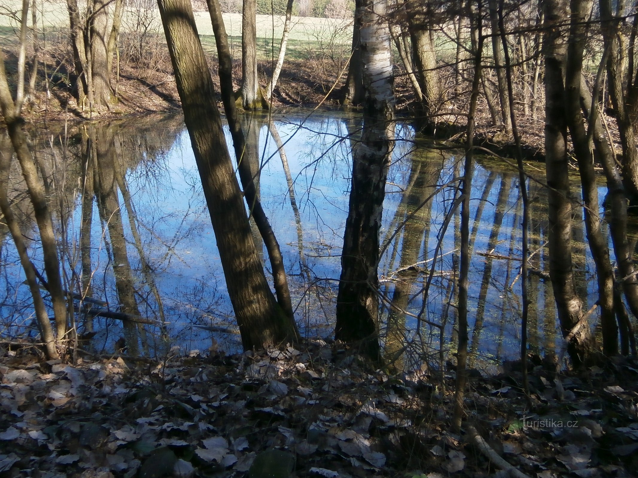 Pond in Kalousov (Hořičky, 28.3.2017)