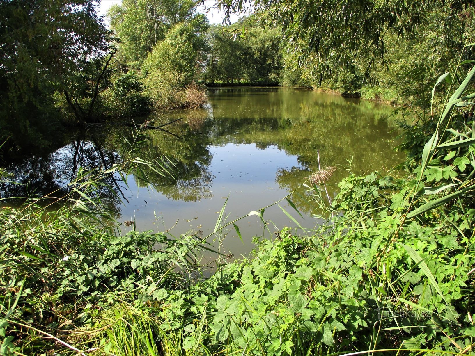 Ponds on Dolejší svodnice (Nepasice, 15.9.2020/XNUMX/XNUMX)