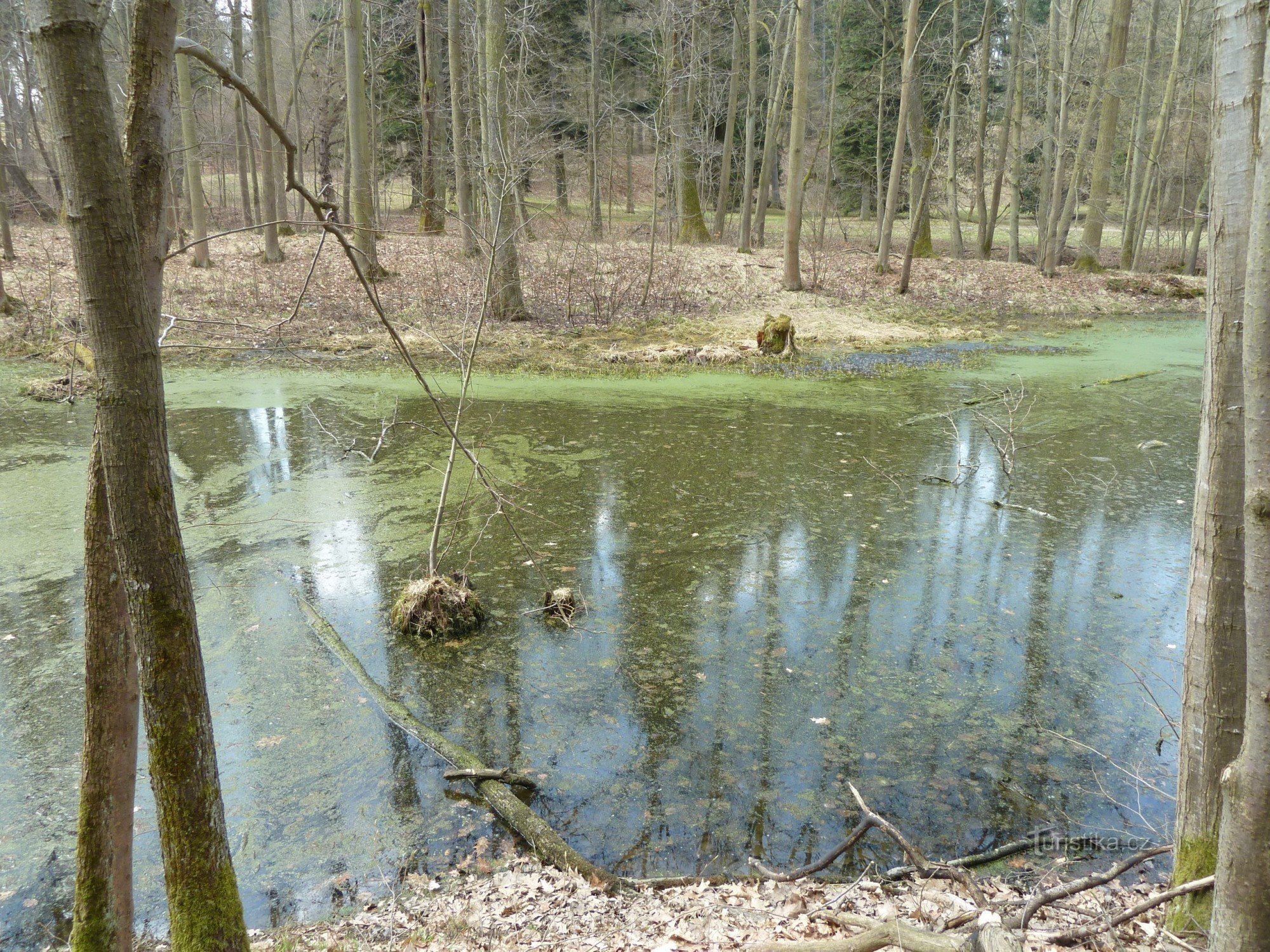 pequenas lagoas no riacho Konopišťský