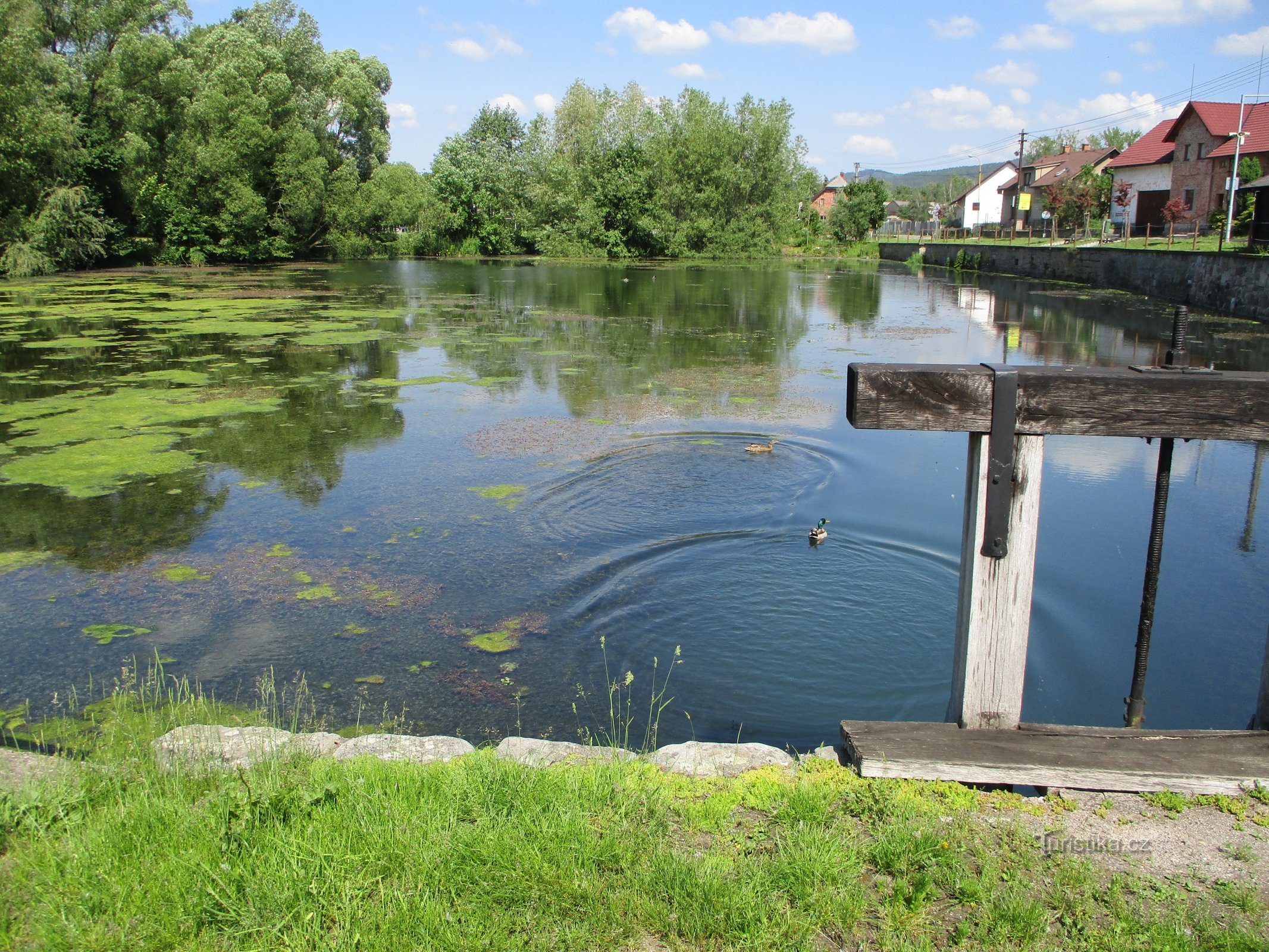 Aman pond (Velké Svatoňovice, 5.6.2019 June XNUMX)