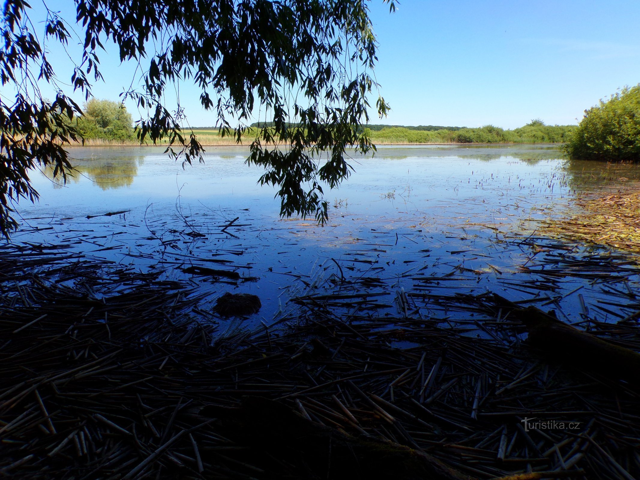 Lamb Pond (Voleč, 15.6.2022/XNUMX/XNUMX)