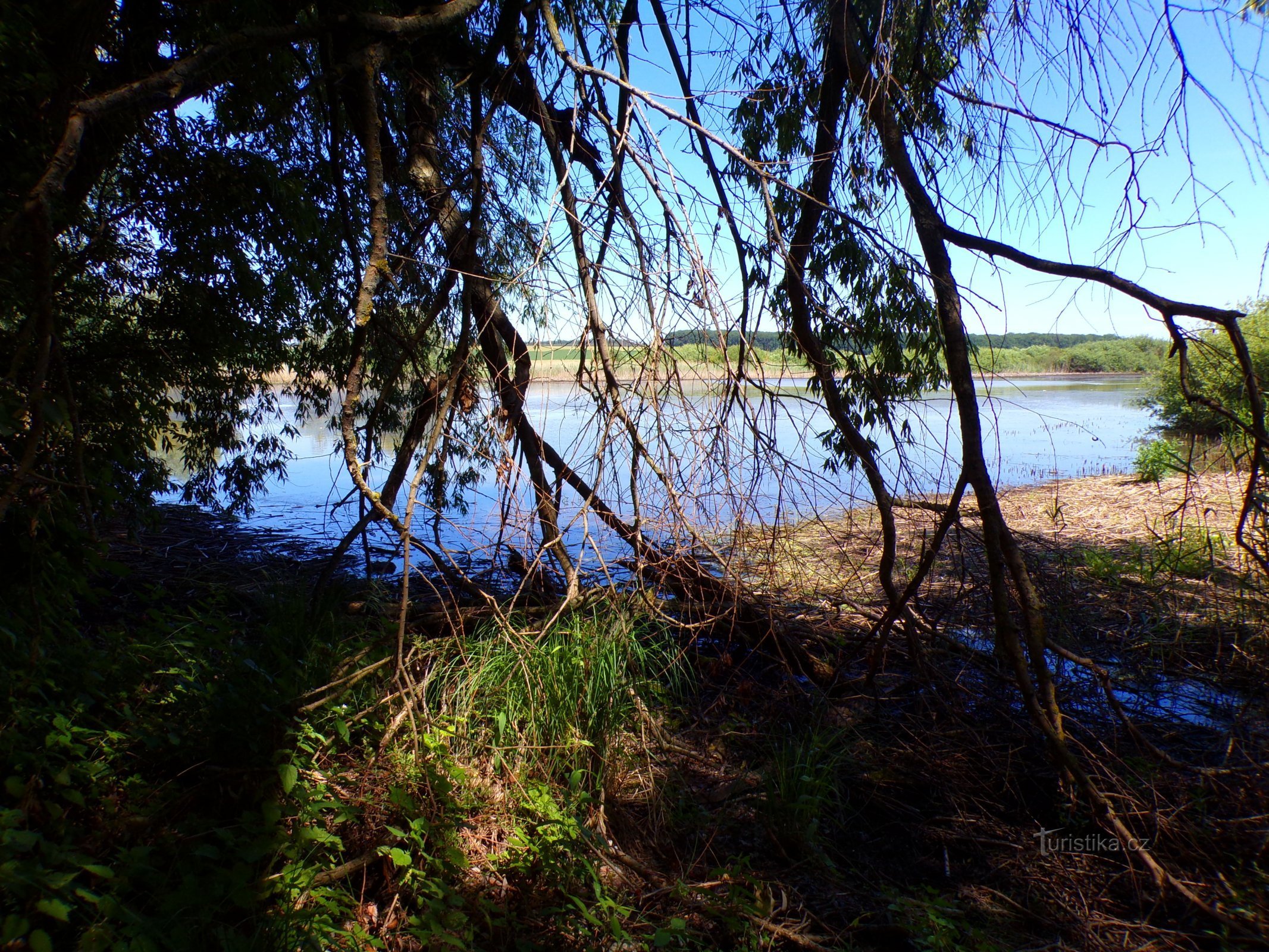 Lamb Pond (Voleč, 15.6.2022/XNUMX/XNUMX)